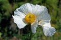 Matilija Poppy, Romneya Royalty Free Stock Photo